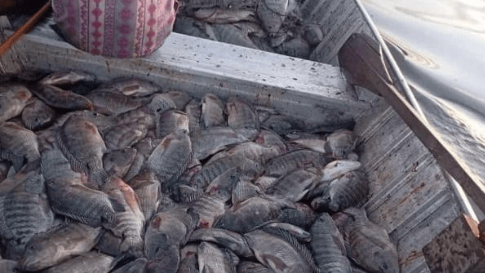 Quatro pescadores são multados por pesca irregular no Rio Tietê
