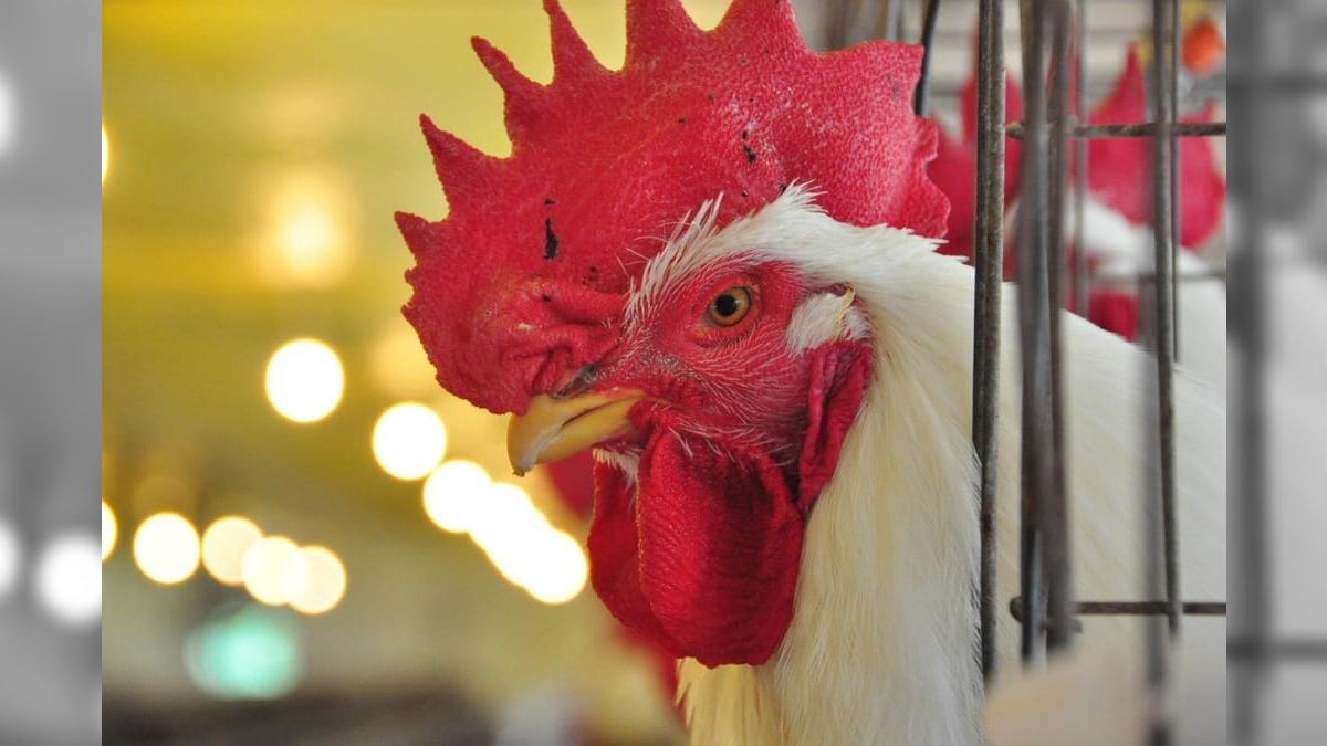 Saiba quais países não retomaram comércio de carne de frango